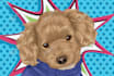 draw custom pet portrait in pop art style