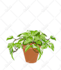 draw vector plants, fruits and vegetables illustration