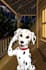 do childrens book and storybook illustrations