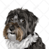 draw your pets photo for poster and custom case