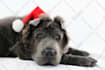 photograph my puppy dog cat model with your pet products