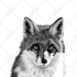 draw minimalist realistic pet vector art