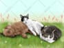draw your pet into amazing realistic cartoon style
