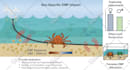 create scientific graphic abstracts and figures