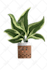 create a character plant illustration