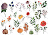 design a watercolor botanical for product and package design