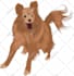 draw a cartoon of your pet, cat, dog