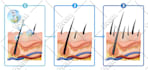do medical scientific illustration
