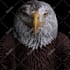 draw and generate 10k nfts , pixel, 2d, 3d nft art