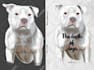 draw custom images for you