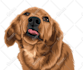 draw your pets photo for poster and custom case