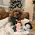 have my dog model your products