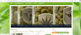 become pro wix website builder and wix SEO expert for you