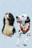 draw vector portrait from your cat dog and pet