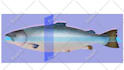 make professional veterinary medical illustrations