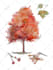 create a realistic botanical drawing