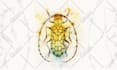 paint a watercolor bug illustration