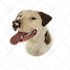draw your pet into vector cartoon
