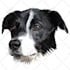 draw high quality vector art for your pet