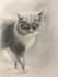 draw your pet in realistic style