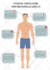 draw a professional anatomical medical drawing