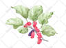 paint a watercolor botanical illustration of plants