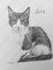 draw a portrait of your pet