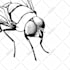do vector tracing line art from any picture or photo