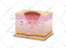 do all medical, anatomy and scientific illustration