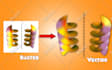 make an image into a vector and raster into a vector