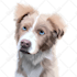 draw an awesome pet cartoon portrait