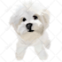 draw vector illustration your dog cat or pet 12 hrs