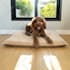 do professional product photography with dog model