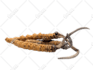 remove image  background professionally