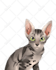 draw your lovely pets into disney cartoon portrait