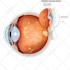 create anatomy, medical, and scientific illustrations