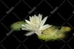 do professional background removal for your photo