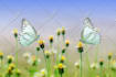 create exclusive HD meditation relaxing music videos