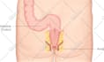 create accurate anatomy surgical and medical illustrations