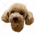 draw your pet into a vector in 24 hours