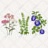 create a digital watercolor botanical illustration of flowers, plants, fruits