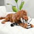 do professional product photography with dog model