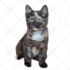 draw your pet into vector art cartoon