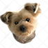 draw your pet into a vector in 24 hours
