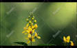 do professional video color correction and color grading