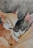 do custom pet portrait, cat portrait, dog portrait drawing