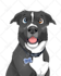draw your pet portrait into cute disney style