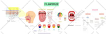 design scientific illustrations, medical figures, and infographics