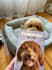 have my dog model your products
