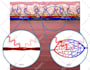 illustrate cover art and graphical abstracts